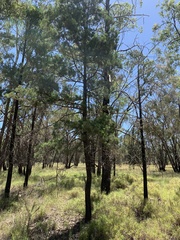 Callitris glaucophylla