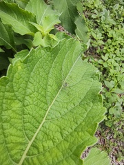 Phaneropterinae