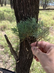 Callitris glaucophylla