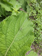 Phaneropterinae