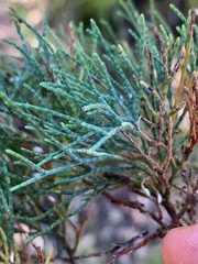 Callitris glaucophylla