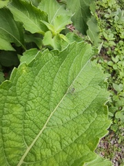 Phaneropterinae