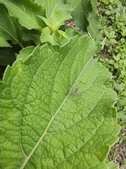 Phaneropterinae