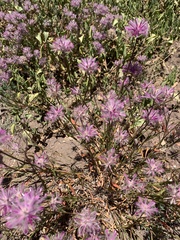 Ptilotus semilanatus