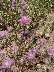 Ptilotus semilanatus