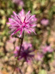 Ptilotus semilanatus