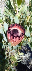 Protea magnifica