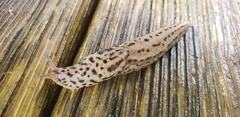Limax maximus
