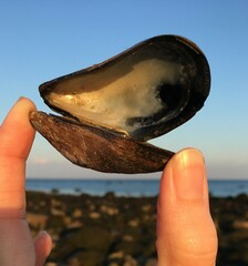 Mytilus edulis