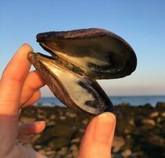 Mytilus edulis