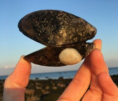 Mytilus edulis