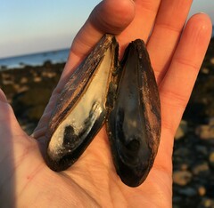 Mytilus edulis
