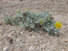 Berkheya cuneata