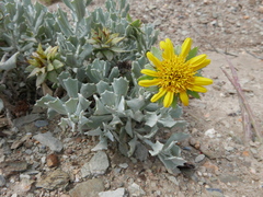 Berkheya cuneata