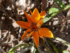 Gazania