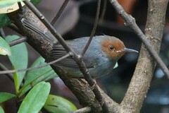 Orthotomus ruficeps