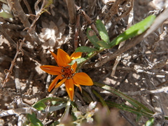 Gazania