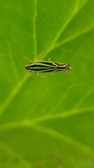 Sibovia sagata