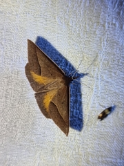 Epidesmia chilonaria