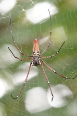 Nephila