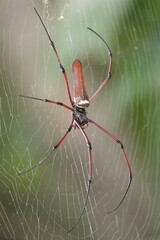 Nephila