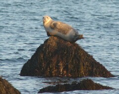 Phoca vitulina