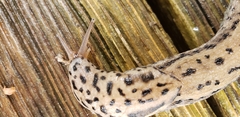 Limax maximus