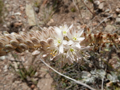 Bulbinella cauda-felis