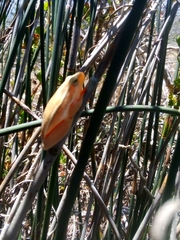 Hyperolius horstockii