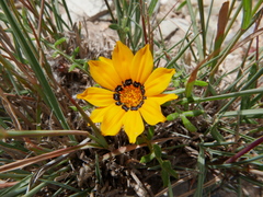 Gazania