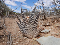 Gonialoe variegata