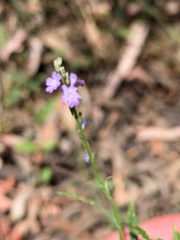 Verbena officinalis