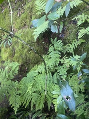 Image of Hypericum grandifolium