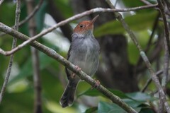 Orthotomus ruficeps
