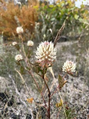 Trifolium vesiculosum