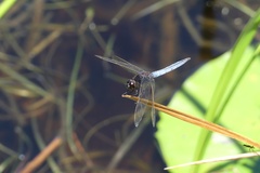 Crocothemis nigrifrons