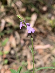 Verbena officinalis