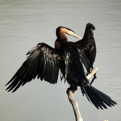 Anhinga rufa rufa