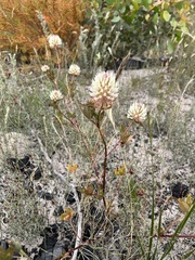 Trifolium vesiculosum