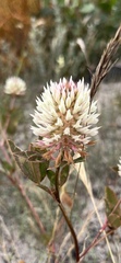 Trifolium vesiculosum