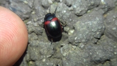 Chrysolina limbata