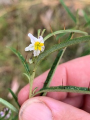 Solanum stelligerum