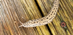 Limax maximus