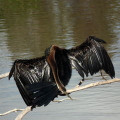 Anhinga rufa rufa
