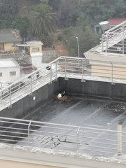 Larus dominicanus dominicanus