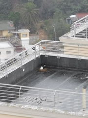 Larus dominicanus dominicanus
