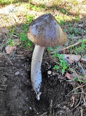 Amanita submembranacea
