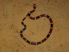 Micrurus tener tener