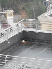 Larus dominicanus dominicanus