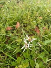 Rhynchospora colorata